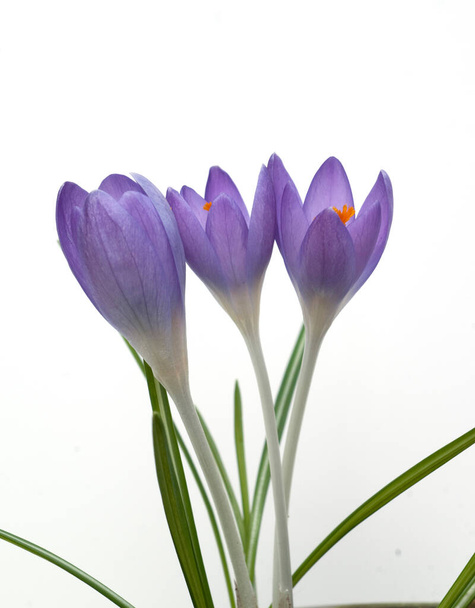 purple crocus flowers isolated on white background - Foto, afbeelding