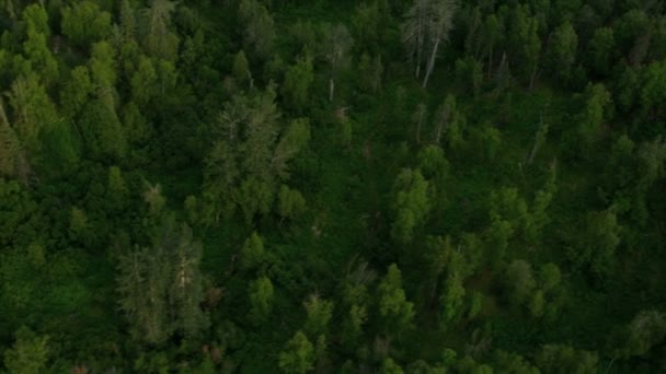 Forest wilderness - Footage, Video