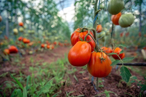 ripe red tomatoes in organic quality in a greenhouse. - Foto, Imagem