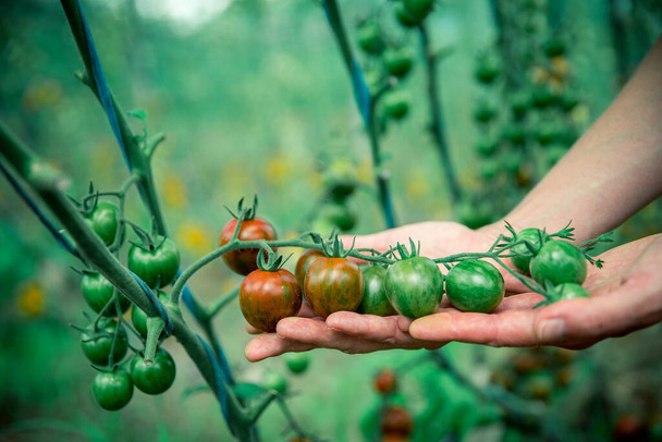 hand holding tomato in the greenhouse - Foto, Imagem