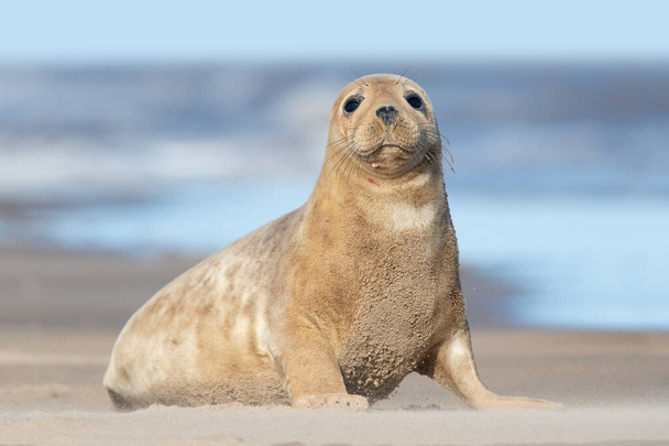Atlantic Grey Seal Pup (Halichoerus grypus) en una playa - Foto, imagen