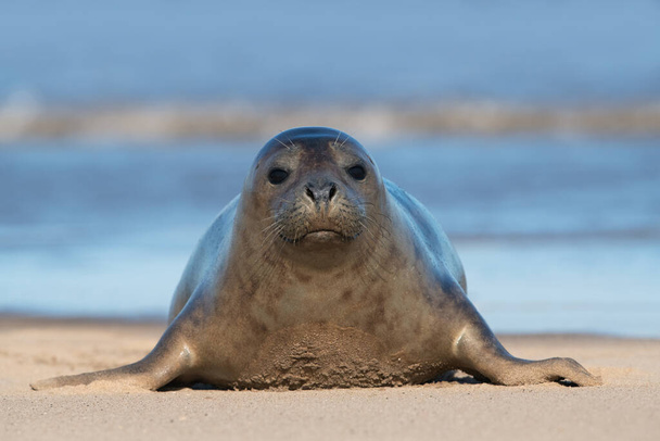 Inquisitiva foca del puerto (Phoca vitulina) en el borde del océano - Foto, imagen