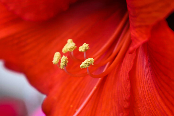 red flower in the garden - Foto, afbeelding