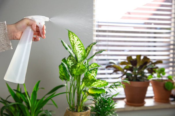 Female hand spraying water on indoor house plant on window sill with water spray bottle, take care of green house plants modern interior decoration cozy home - Foto, Imagem