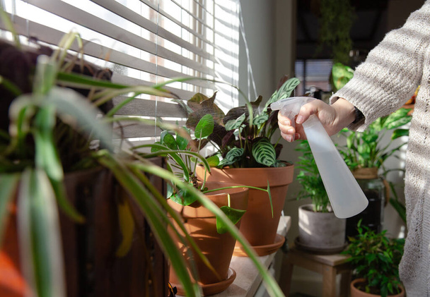 Female hand spraying water on indoor house plant on window sill with water spray bottle, take care of green house plants modern interior decoration cozy home - 写真・画像