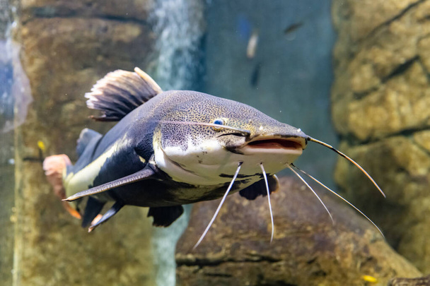 Triste pez multicolor en el acuario. Animales en cautividad. Phractocephalus hemioliopterus es un bagre pimelodido (batido largo). El primer plano. - Foto, imagen