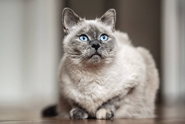Older gray cat with piercing blue eyes, laying on wooden floor, closeup shallow depth of field photo. - Fotó, kép
