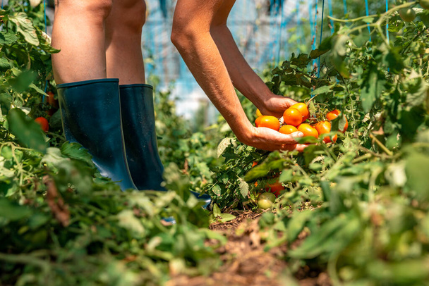 ripe red tomatoes in organic quality in a greenhouse. - Foto, immagini