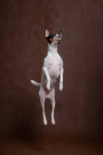 A white small dog with a black-red snout, a breed of American toy-fox terrier, jumped on a brown background indoors in the studio - Фото, изображение