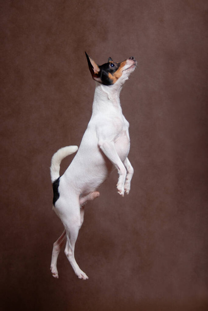 Un piccolo cane bianco con un muso nero-rosso, una razza di American toy-fox terrier, saltò su uno sfondo marrone all'interno dello studio. - Foto, immagini