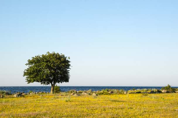 Lone tree van de kust - Foto, afbeelding