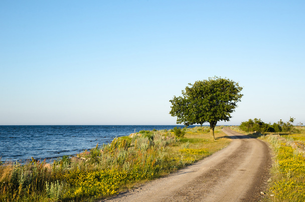 Winding gravel road with lone tree at the coast - Photo, Image