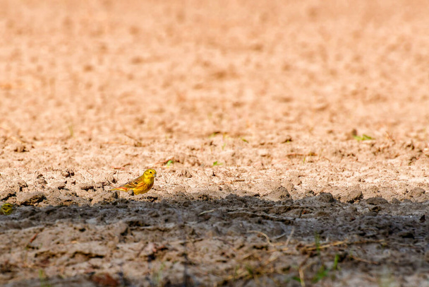 El Yellowhammer (Emberiza citrinella) es un pequeño pájaro amarillo sentado en un campo y en busca de comida.. - Foto, Imagen