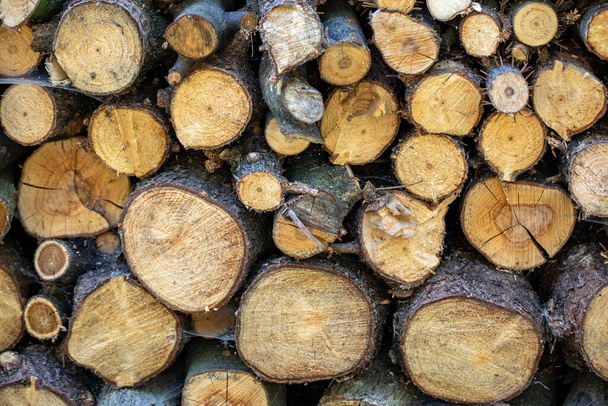 pile of wood logs stacked in the forest - Foto, immagini
