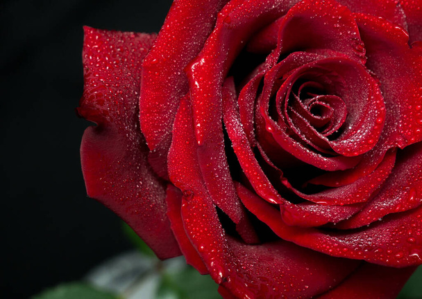 beautiful red rose with water drops on a dark background - Foto, afbeelding