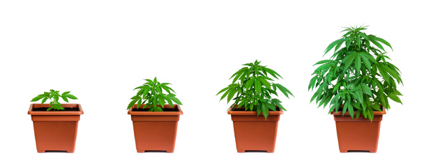 Marijuana growing phase - Photo, Image
