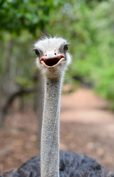 страус голову
 - Фото, зображення