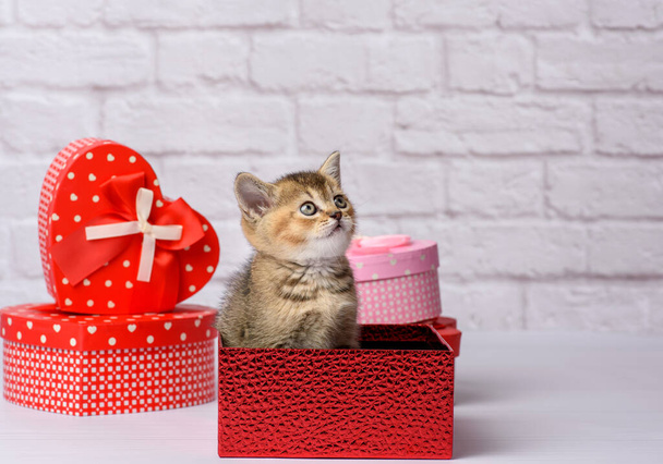 cute kitten Scottish golden chinchilla straight breed sits on a white background and boxes with gifts, festive background - Photo, image