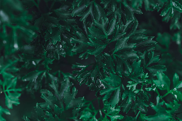 background green leaves nature love landscape - Фото, изображение