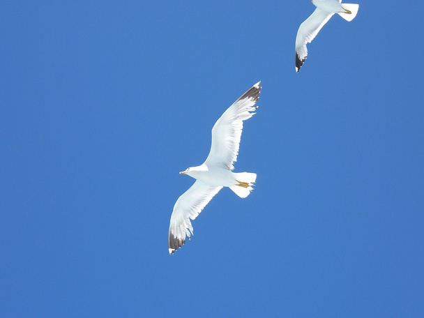 Seagulls flying over  the sea into a blue summer sky - Photo, Image