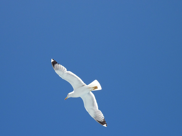 Seagulls flying over  the sea into a blue summer sky - 写真・画像