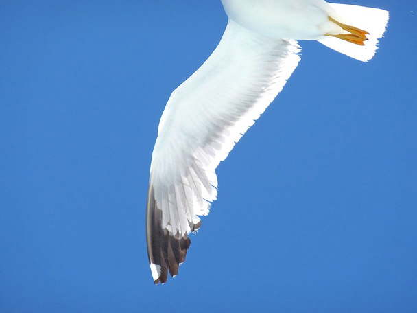Seagulls flying over  the sea into a blue summer sky - Photo, Image