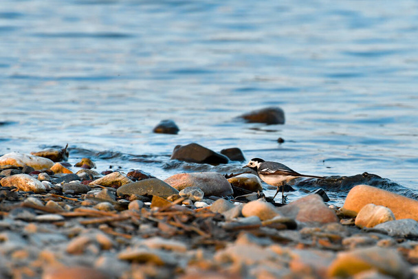 El ave lavandera blanca (Motacilla alba) está buscando comida en las orillas rocosas del lago. - Foto, imagen