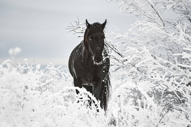 A black horse among grass and trees in the snow. A horse in winter in the snow. - Photo, Image