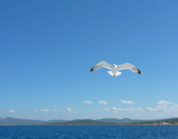 Gabbiani che sorvolano il mare in un cielo blu estivo
 - Foto, immagini