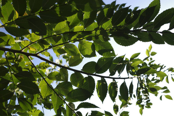 зеленые листья в лесу - Фото, изображение