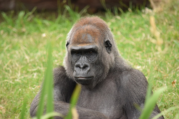 Gorila
. - Foto, Imagen