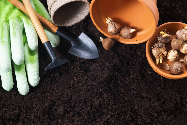 Planting spring flowers. Gardening tools, flower pots and crocus bulbs on fertile soil texture background. Top view, copy space. - Fotografie, Obrázek