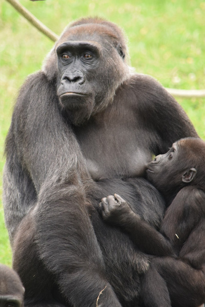 Gorilla. - Foto, Bild