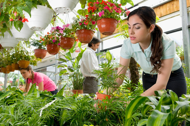 young woman working in greenhouse - Photo, image