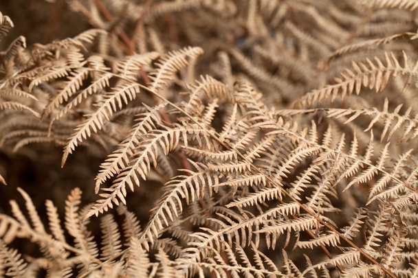 The autumnal impression - dry leaves of the fern - Foto, afbeelding