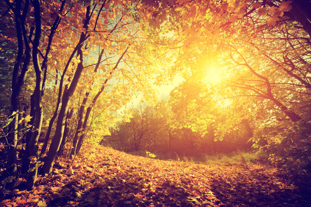 Sol brillando a través de las hojas
 - Foto, Imagen