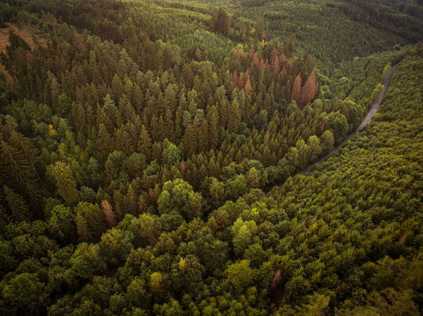 aerial view of the forest in the mountains - 写真・画像