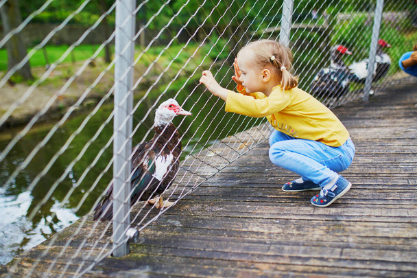 Adorable little girl playing with ducks at farm or in a zoo. Child familiarizing herself with animals. Farming and gardening for small children. Outdoor summer activities for kids - Foto, afbeelding