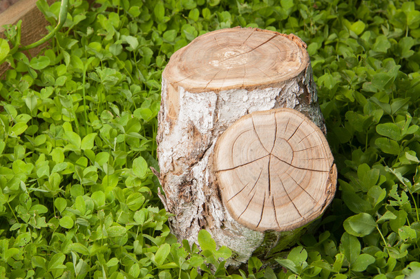 tree stump on the grass - Фото, изображение
