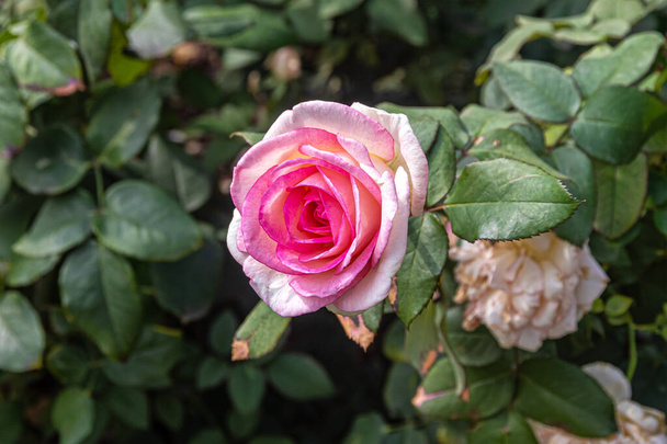 Čaj růže s jemnými růžovými okvětními lístky na růžovém keři na pozadí zelených listů - Fotografie, Obrázek