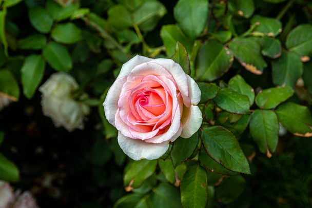 Rosa de chá bonita, cor rosa cremosa delicada em um fundo de folhas verdes - Foto, Imagem
