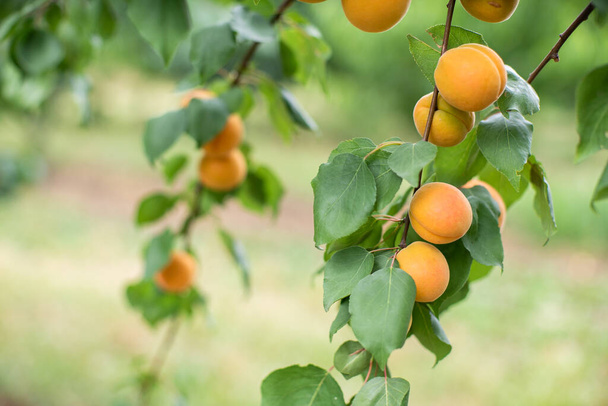 many apricot fruits on a tree in the garden on a bright summer day. Organic fruits. Healthy food. Ripe apricots. - Photo, Image
