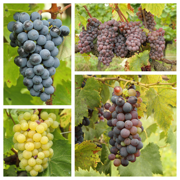 druiven in wijngaard - Foto, afbeelding