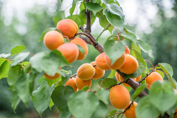 many apricot fruits on a tree in the garden on a bright summer day. Organic fruits. Healthy food. Ripe apricots. - Photo, Image