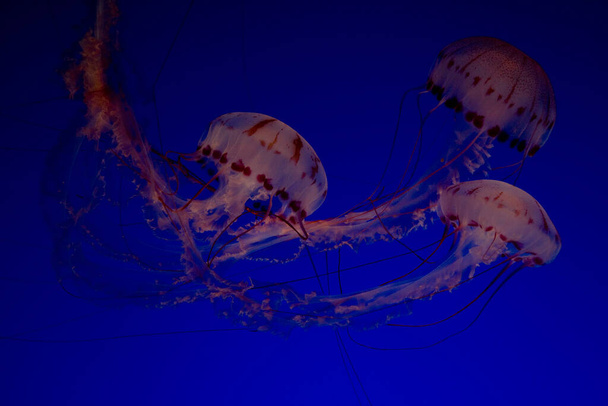 jellyfish in the sea - Foto, immagini