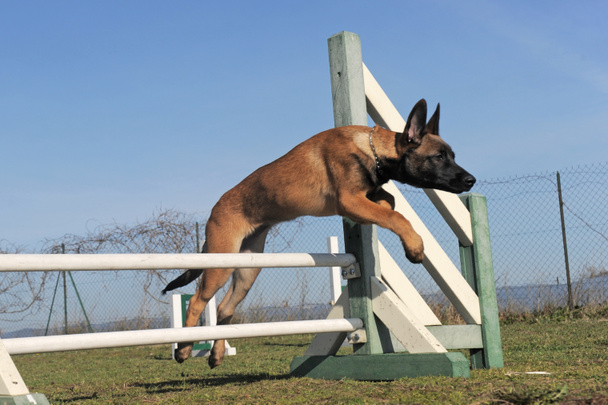 Jumping cachorro malcom
 - Foto, imagen