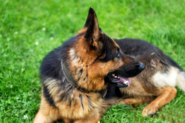 Koira - Saksanpaimenkoira on hämärtynyt tausta
 - Valokuva, kuva