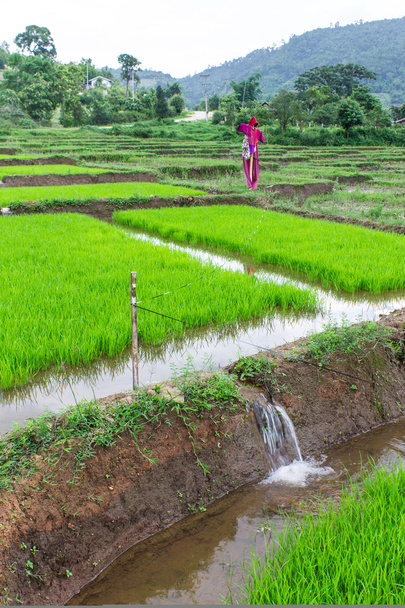 τομέα του ρυζιού με σκιάχτρο lisu σακάκι, Ταϊλάνδη - Φωτογραφία, εικόνα