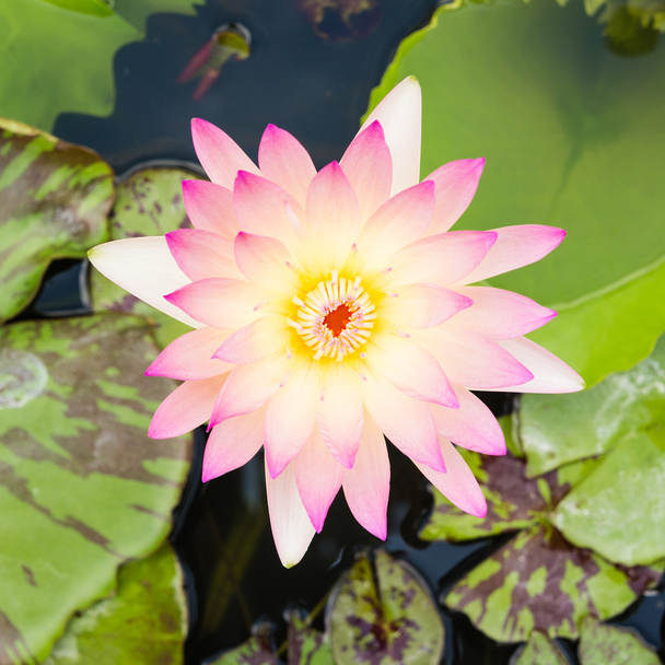 Lilly de agua rosa
  - Foto, Imagen
