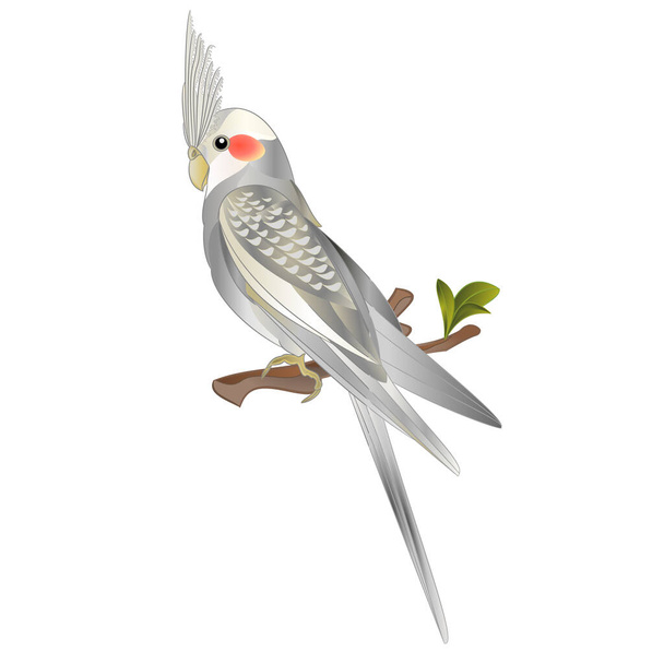 innamon cockatiel lindo pájaro tropical divertido loro acuarela estilo sobre un fondo blanco vintage vector ilustración editable mano dibujar - Vector, Imagen